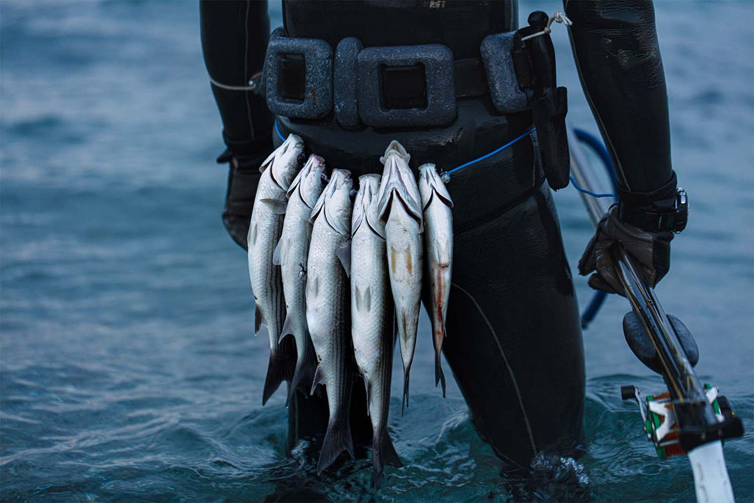 Fish Stringer