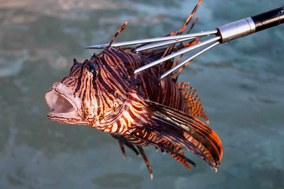 PoleSpear  Spearfishing Handspear For Fishing And Free Diving