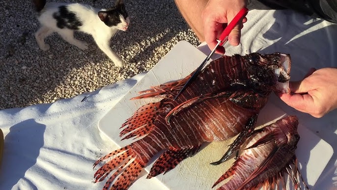 Lionfish Safety Shears