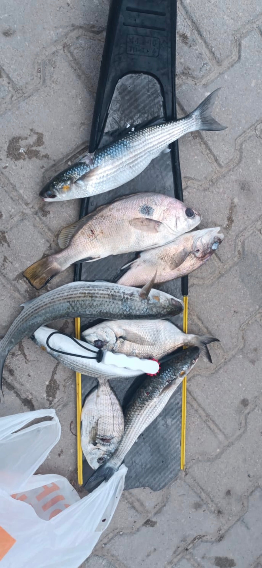 Fish caller