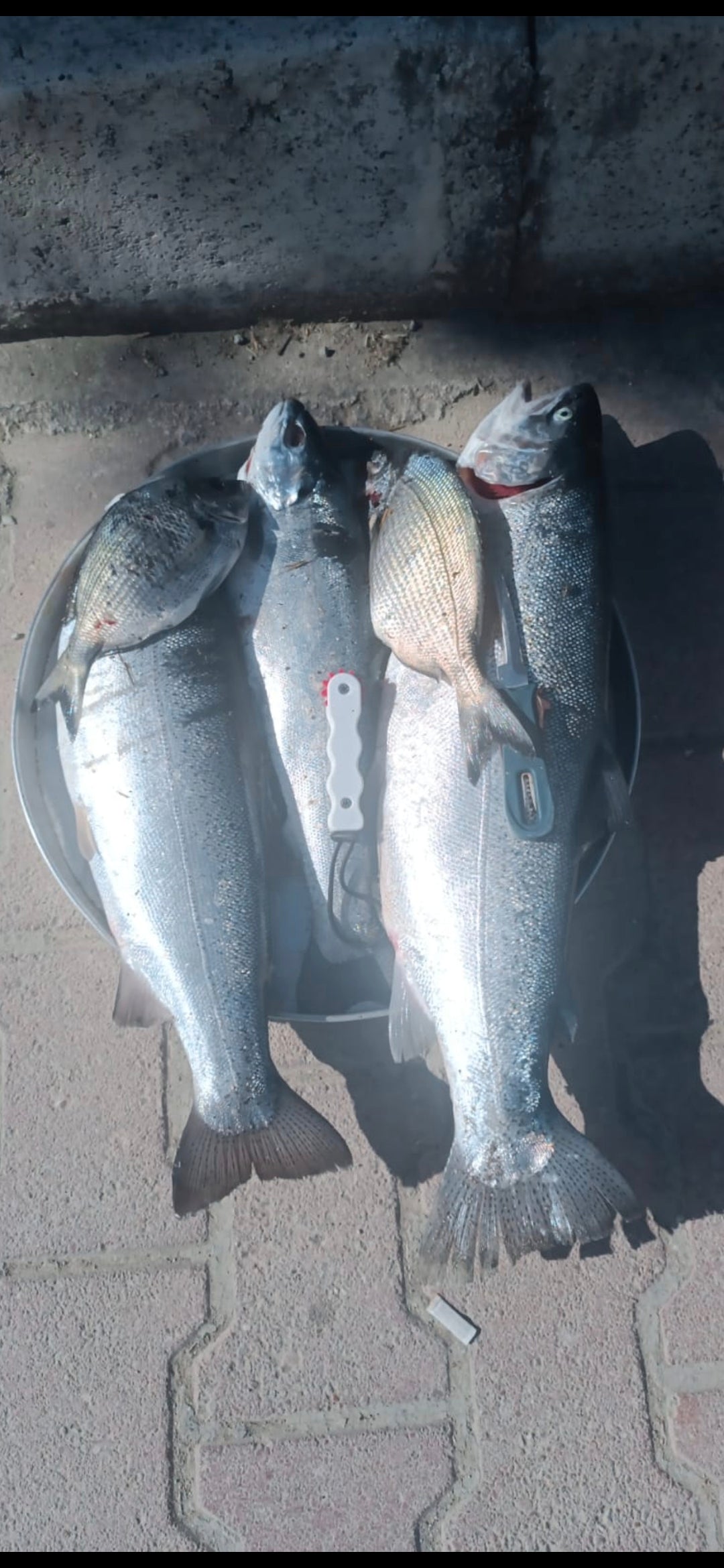 Fish caller